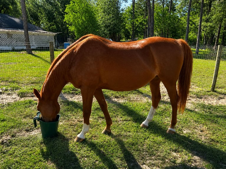 Quarab Giumenta 22 Anni 152 cm Sauro scuro in Brooksville