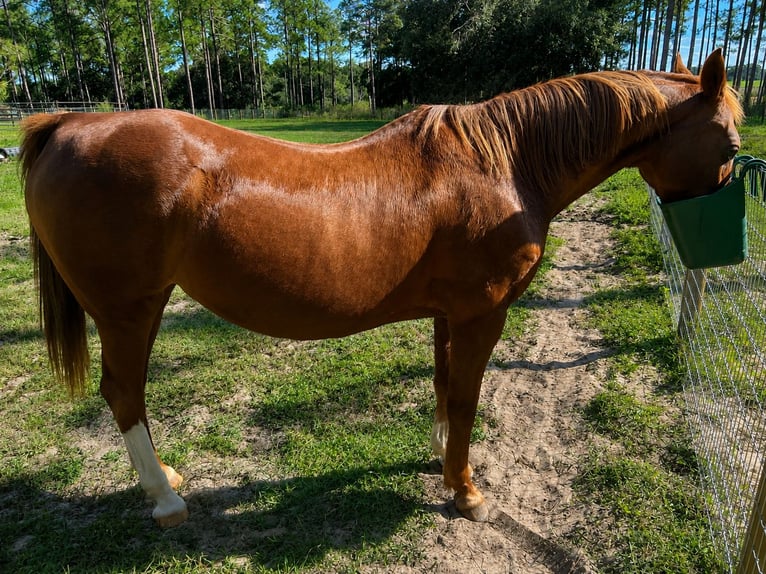 Quarab Giumenta 22 Anni 152 cm Sauro scuro in Brooksville