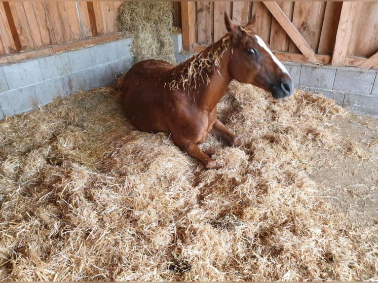 Quarab Giumenta 24 Anni 150 cm Sauro in Frauenneuharting