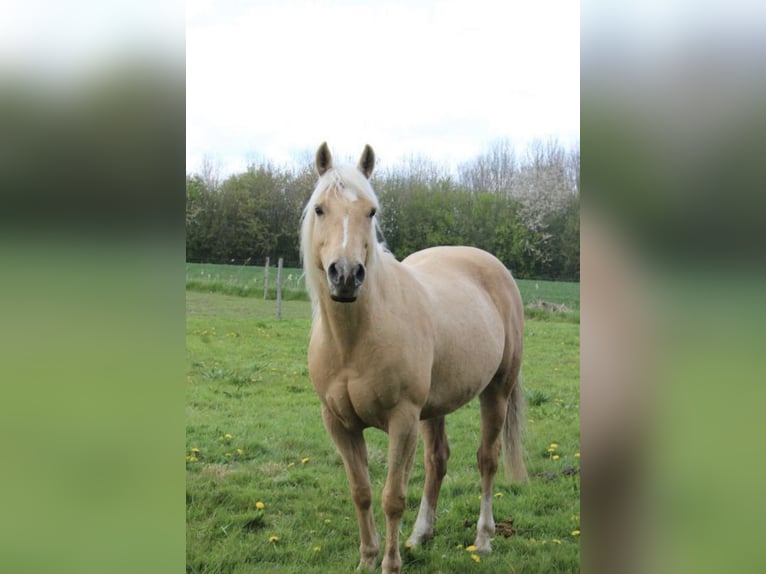 Quarab Giumenta 3 Anni 140 cm Pelle di daino in Arnhem