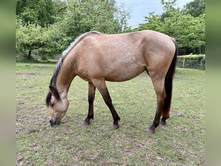 Quarab Giumenta 3 Anni 140 cm Pelle di daino in Arnhem