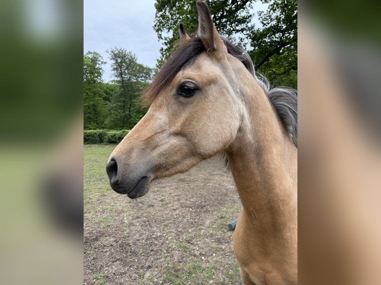 Quarab Giumenta 3 Anni 140 cm Pelle di daino in Arnhem