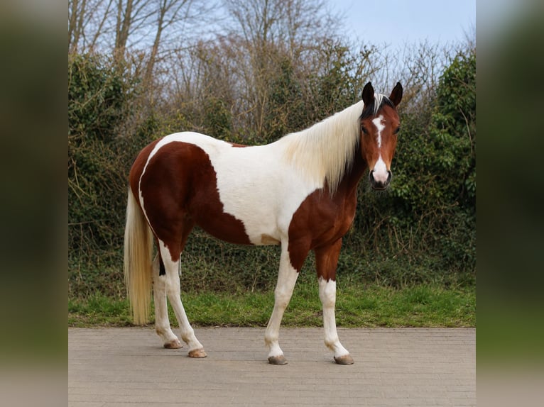Quarab Giumenta 3 Anni 152 cm Pezzato in Greven