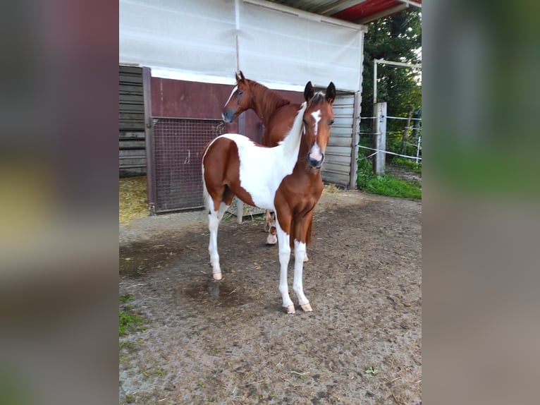 Quarab Giumenta 3 Anni 152 cm Pezzato in Greven