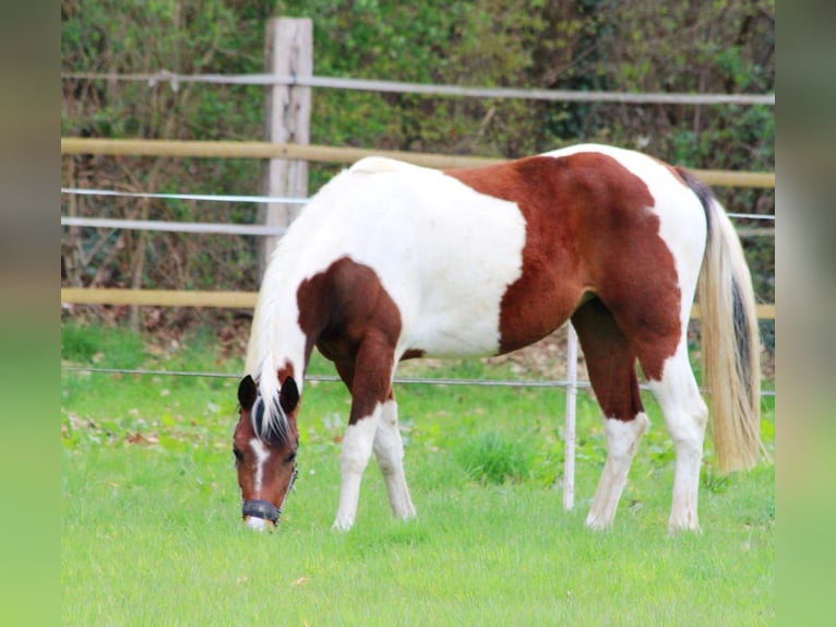 Quarab Giumenta 3 Anni 152 cm Pezzato in Greven