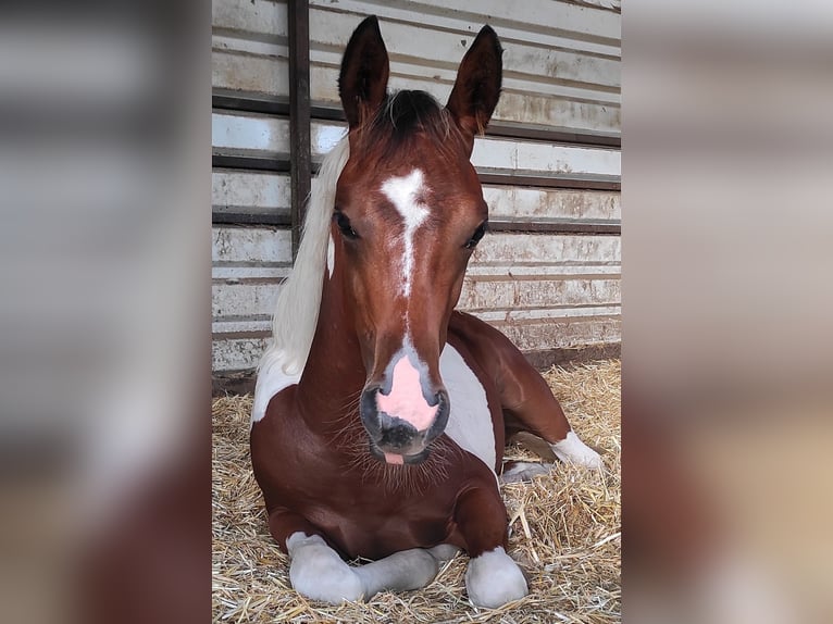 Quarab Giumenta 3 Anni 152 cm Pezzato in Greven