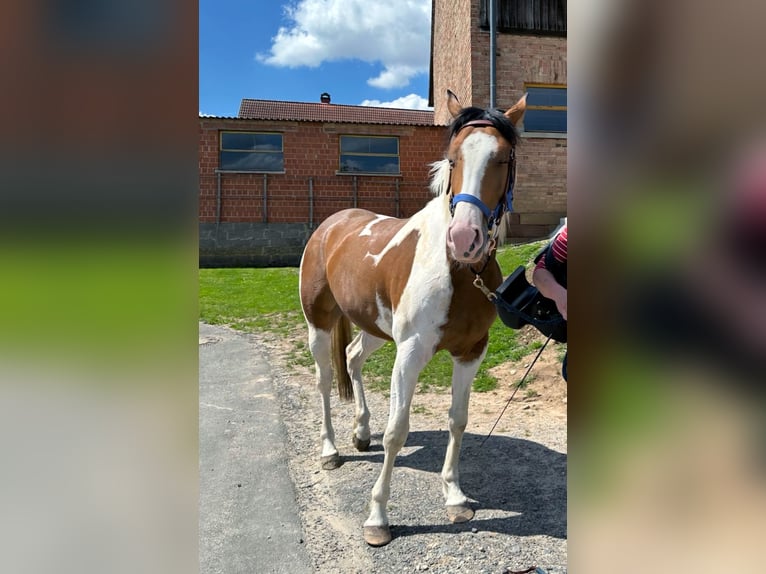 Quarab Giumenta 5 Anni 156 cm Pezzato in Petersberg