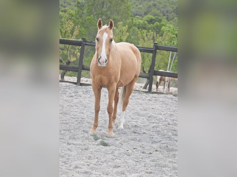 Quarab Mix Giumenta 9 Anni 154 cm Palomino in Alcoi/Alcoy