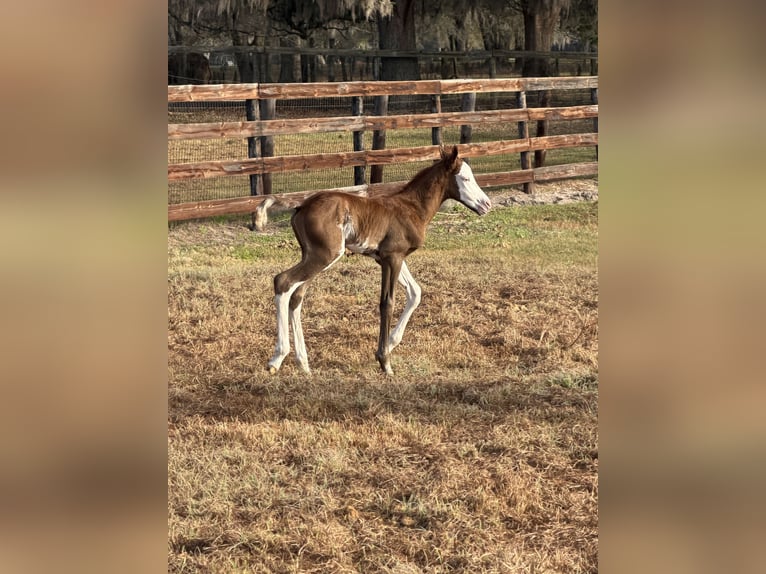 Quarab Giumenta Puledri (03/2026) Tobiano-tutti i colori in Morriston