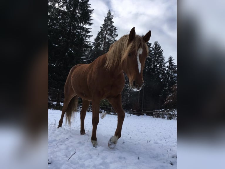 Quarab Hengst 14 Jahre 154 cm  in Villach