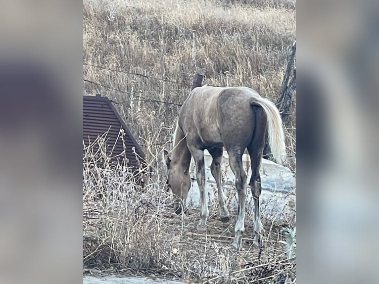 Quarab Mix Hengst 1 Jaar Palomino in Alcoi/Alcoy