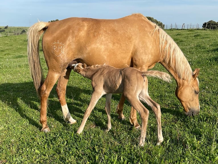 Quarab Mix Hengst 1 Jaar Palomino in Alcoi/Alcoy