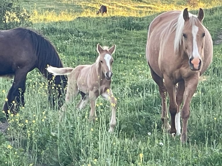 Quarab Mix Hengst 1 Jaar Palomino in Alcoi/Alcoy