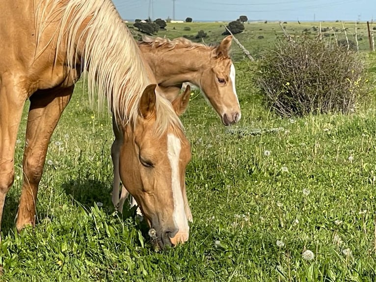 Quarab Mix Hengst 1 Jahr Palomino in Alcoi/Alcoy