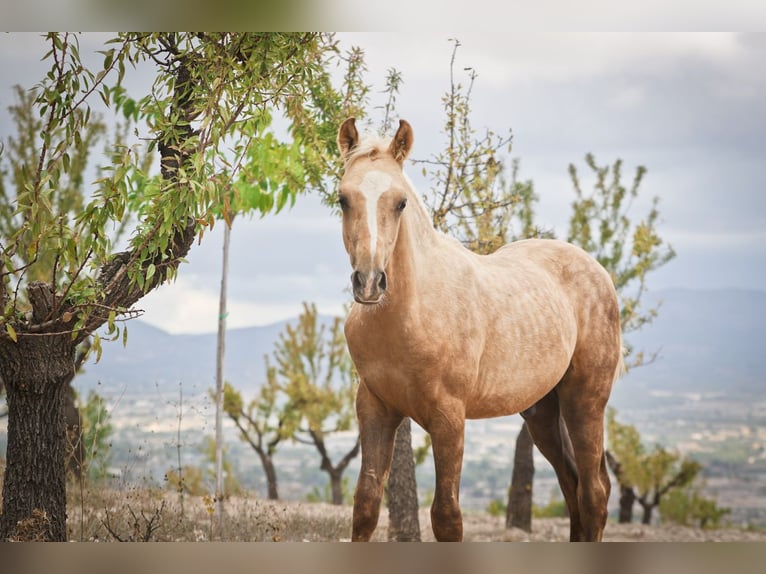 Quarab Mix Hengst Fohlen (04/2024) 159 cm Palomino in Alcoi/Alcoy