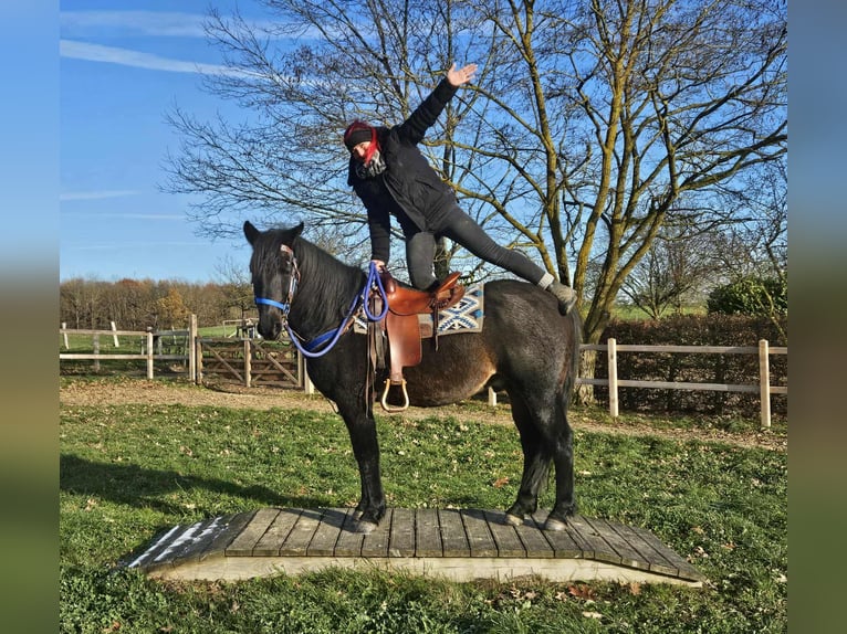 Quarab Croisé Hongre 13 Ans 155 cm Bai brun in Linkenbach