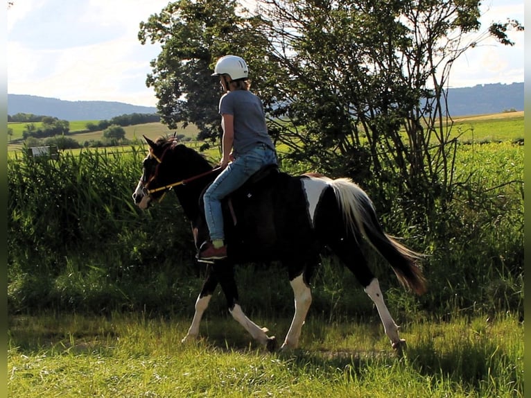 Quarab Hongre 4 Ans 148 cm Pinto in Kehl