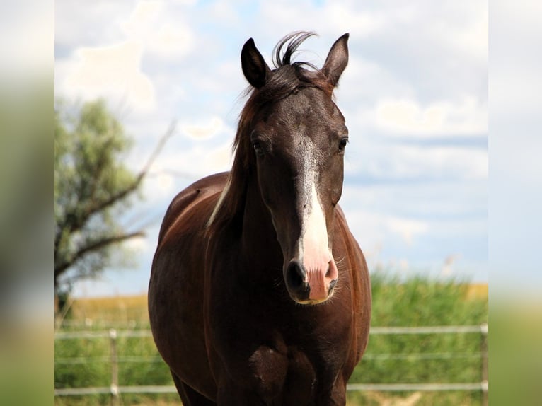 Quarab Hongre 4 Ans 148 cm Pinto in Kehl