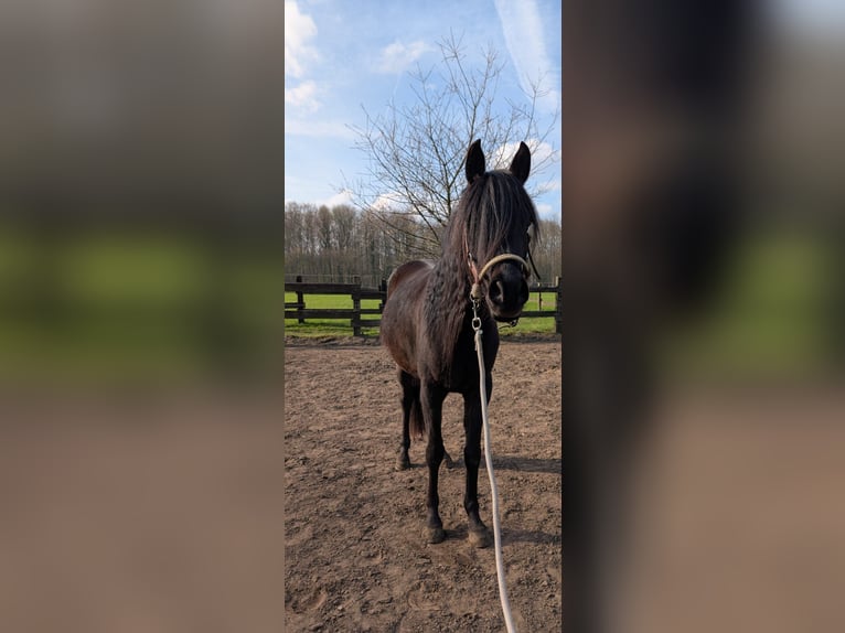 Quarab Hongre 4 Ans 160 cm Noir in Essen