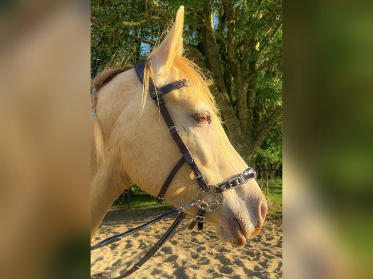 Quarab Hongre 5 Ans 157 cm Champagne in Spijkenisse