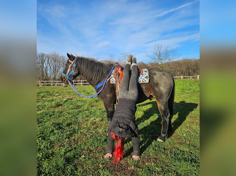 Quarab Hongre 6 Ans 155 cm Bai brun in Linkenbach