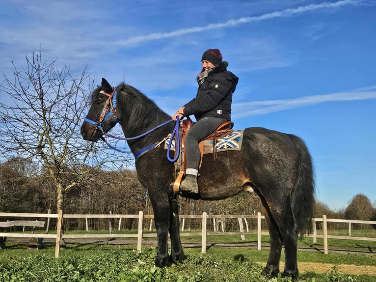 Quarab Hongre 6 Ans 155 cm Bai brun in Linkenbach