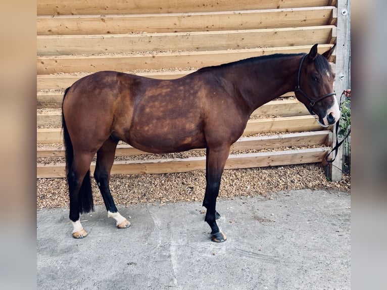 Quarab Croisé Hongre 7 Ans 149 cm Bai in Seeshaupt