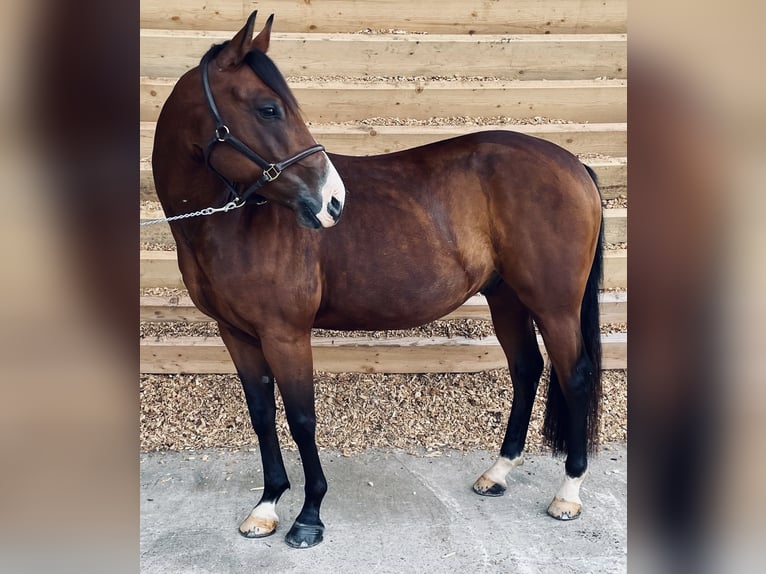 Quarab Croisé Hongre 7 Ans 149 cm Bai in Seeshaupt