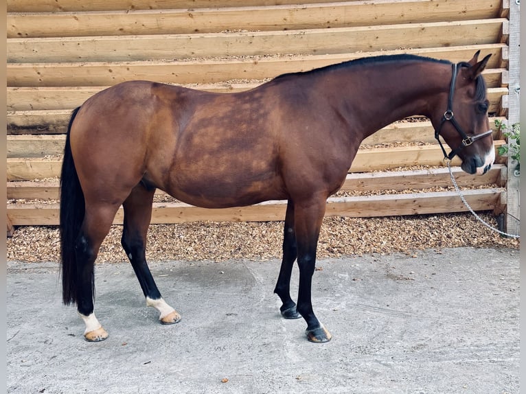 Quarab Croisé Hongre 7 Ans 149 cm Bai in Seeshaupt