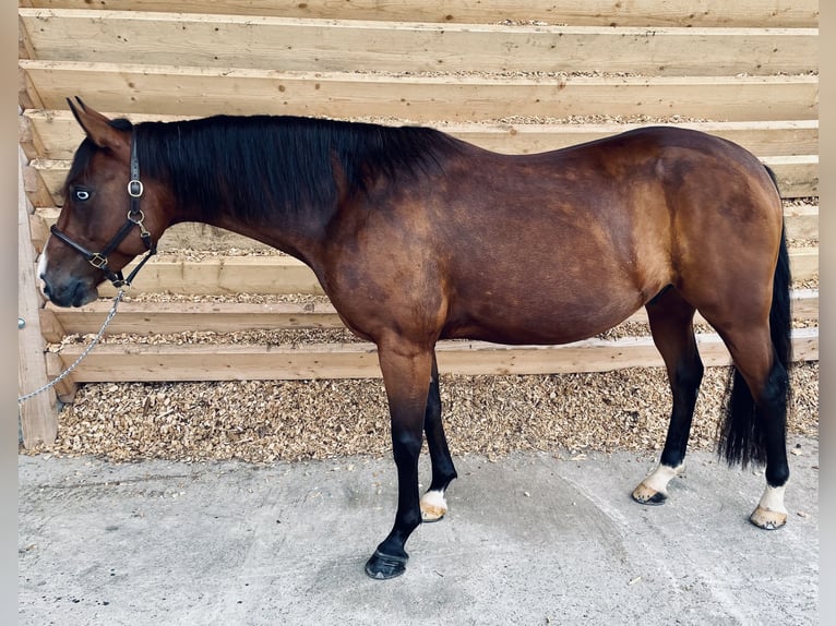 Quarab Croisé Hongre 7 Ans 149 cm Bai in Seeshaupt