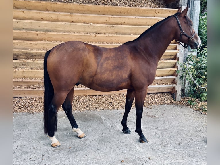 Quarab Croisé Hongre 7 Ans 149 cm Bai in Seeshaupt