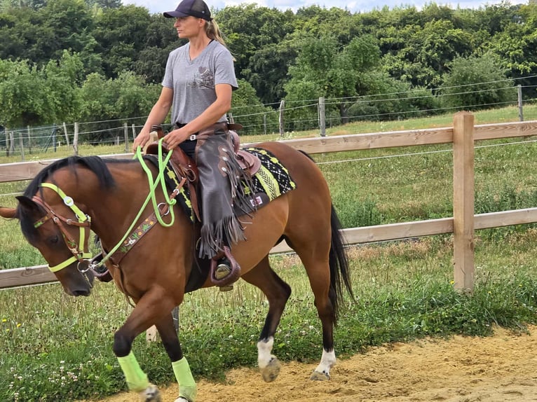 Quarab Croisé Hongre 7 Ans 155 cm Bai in Linkenbach