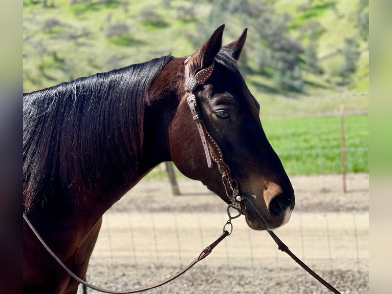 Quarab Hongre 8 Ans Bai cerise in Paicines CA