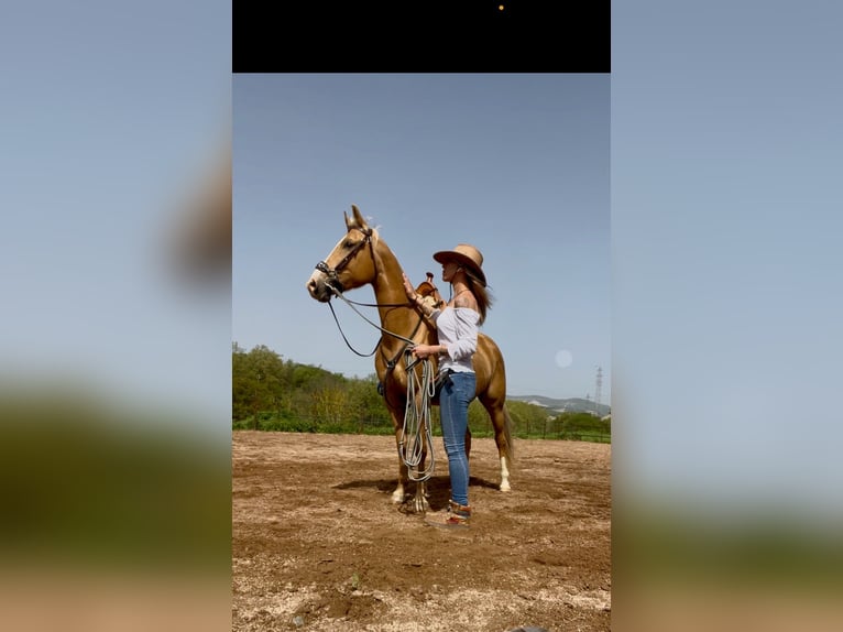 Quarab Jument 11 Ans 160 cm Palomino in Seva (Barcelona)