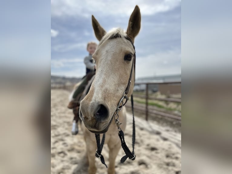 Quarab Jument 17 Ans 152 cm Palomino in Emmett,ID