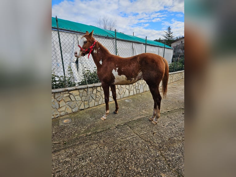 Quarab Jument 1 Année 165 cm Alezan in Palermo