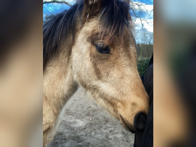 Quarab Jument 3 Ans 140 cm Buckskin in Arnhem