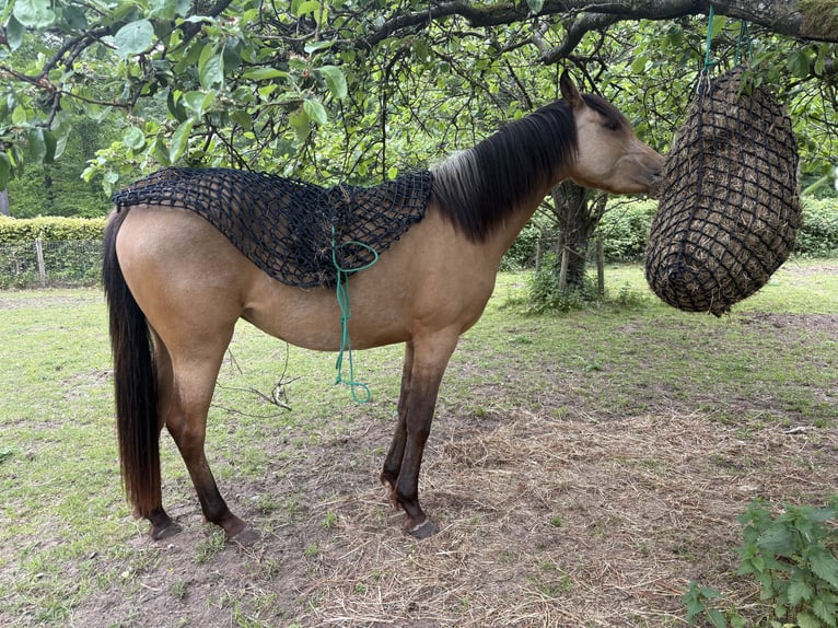 Quarab Jument 3 Ans 140 cm Buckskin in Arnhem
