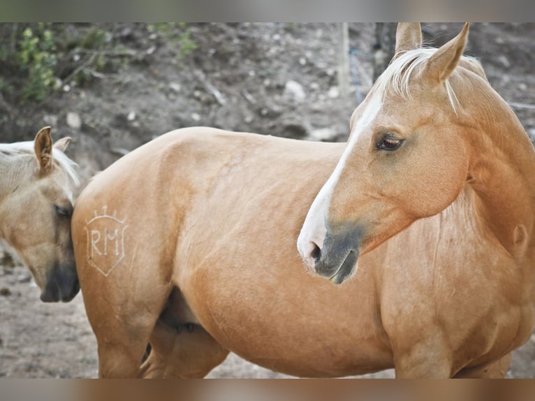 Quarab Jument 9 Ans 154 cm Palomino in Alcoi/Alcoy