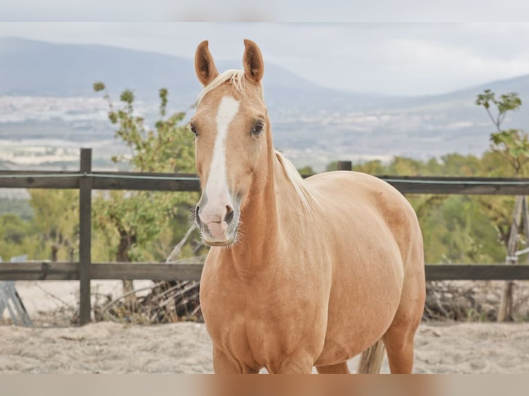 Quarab Jument 9 Ans 154 cm Palomino in Alcoi/Alcoy