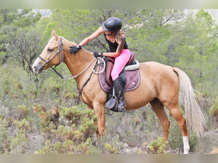 Quarab Jument 9 Ans 154 cm Palomino in Alcoi/Alcoy