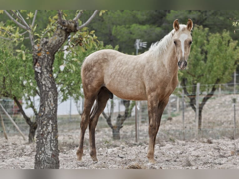 Quarab Croisé Jument 9 Ans 154 cm Palomino in Alcoi/Alcoy