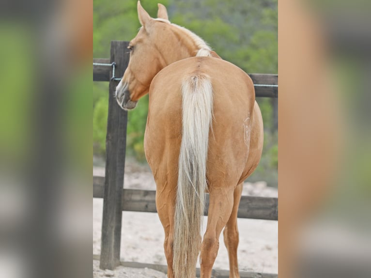 Quarab Croisé Jument 9 Ans 154 cm Palomino in Alcoi/Alcoy