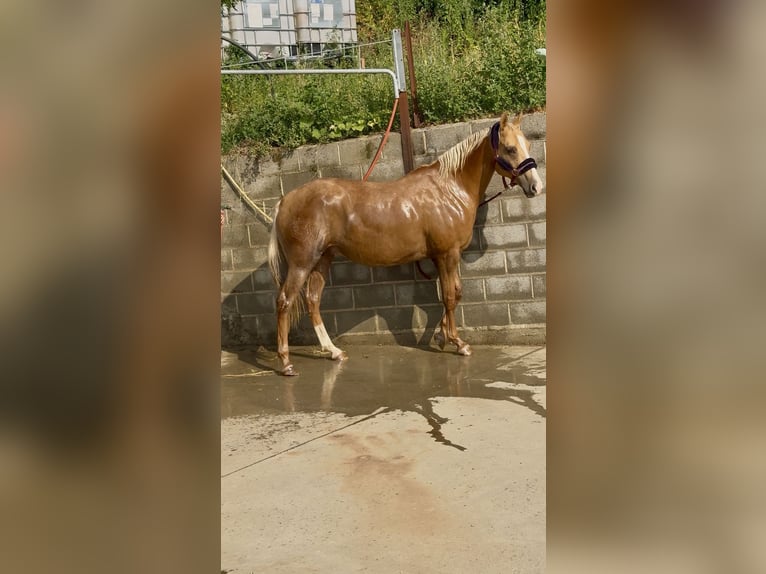 Quarab Klacz 11 lat 160 cm Izabelowata in Seva (Barcelona)