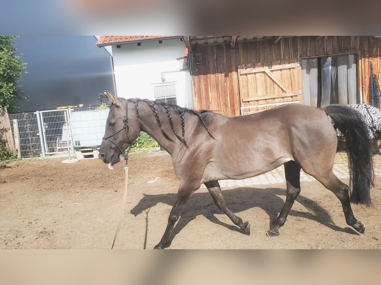 Quarab Klacz 14 lat 150 cm Grullo in K&#xF6;nigsbrunn