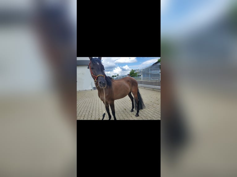 Quarab Klacz 14 lat 150 cm Grullo in K&#xF6;nigsbrunn