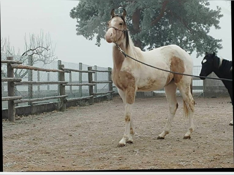 Quarab Klacz 2 lat 145 cm Izabelowata in Lackendorf