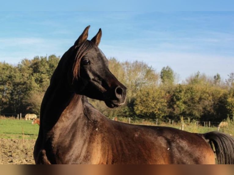 Quarab Klacz 3 lat 140 cm Jelenia in Arnhem