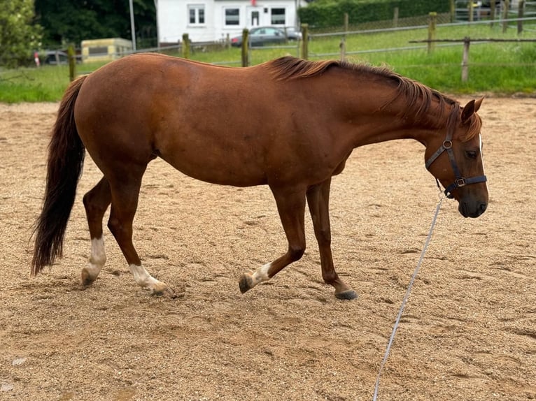 Quarab Mix Klacz 9 lat 154 cm Kasztanowata in Wenden