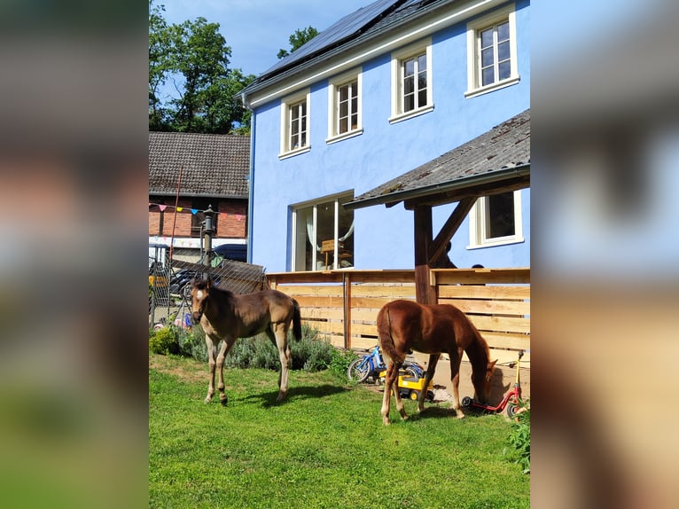 Quarab Klacz Źrebak (05/2026) 151 cm Grullo in Hundsbach